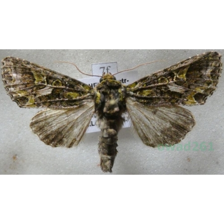 Trachea atriplicis (Linnaeus, 1758) male Agatówka łobodnica Czech7f